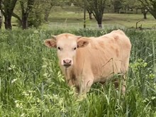 N8ive Charlie Horse x LRL Gold Dust 