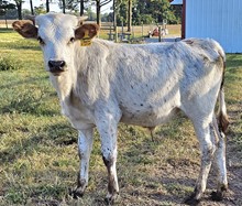 Hello Darlin Bull 23
