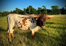 TS LEXINGTON COWBOY