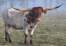 N8ive Lonesome Windz