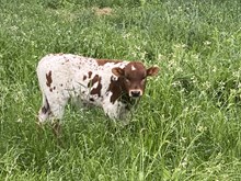 2025 N8iveCharlie Horse x Hagens Antionette heifer