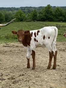 Legendz x cowgirl bull ‘23