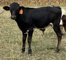 LCL Jest an Illusion