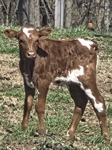 26 Jam x Legendz bull