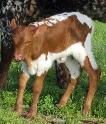 Laural heifer23