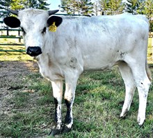 Gossip Heifer 23