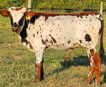 Spice Tea bull