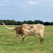 TS LEXINGTON COWBOY