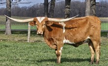 SH Lucky Maiden 85/21