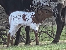 26 Marie x Legendz heifer