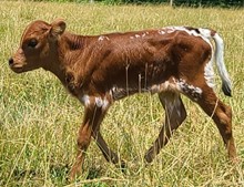 Samantha heifer 23