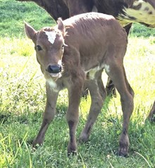 25 Satin heifer