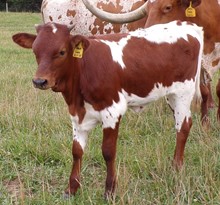 Swag heifer 23