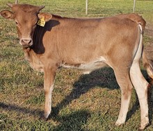 Truffles Heifer 23 