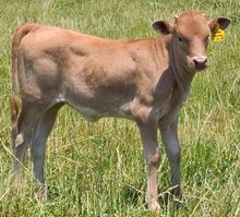 Truffles Heifer 23 