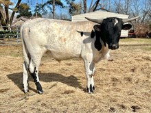 Tolar's Black Ty Affair