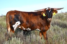 DB Rural’s Jam