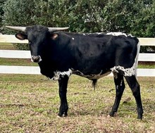 Tolar's Blackberry Jam