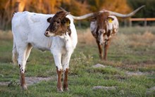 🔵🦆 Dreamfyre (Heifer)