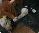 Nutritional Facts for Registered Texas Longhorns from Hoosier Longhorns